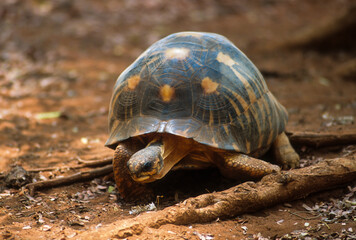 Tortue étoilée, Astrochelys radiata, Madagascar
