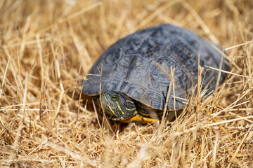 Red-eared turtle (Trachemys scripta elegans) sitting in dry grass.