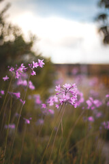 Flores en la naturaleza 
