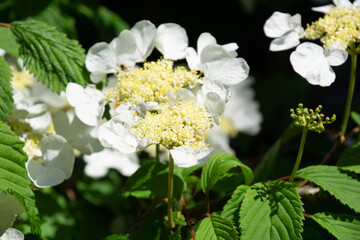 Viburnum plicatum bush close-up photo of Japanese Snowball flowers and buds