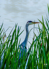 great heron