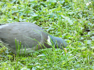 Garden Dove (Streptopelia decaocto) has breakfast in the morning grass