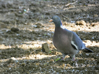 Garden Dove (Streptopelia decaocto) has breakfast in the morning grass