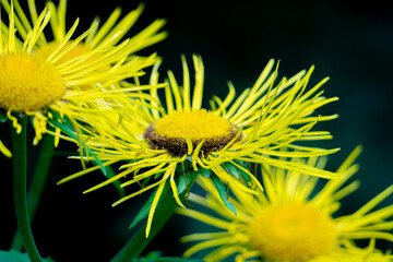 Elecampane, nardus golden flower (Нnula salicina). Drug plant in treatment of bronchitis, migraine, heart pain.