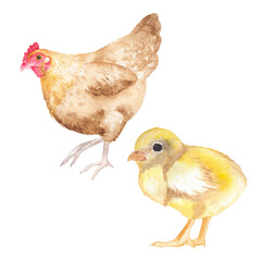 Watercolor drawing of a hen with a chicken. Perfect for printing, web, textile design, souvenir products.