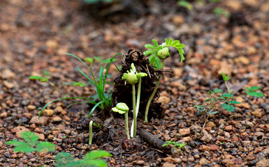 plant in the ground