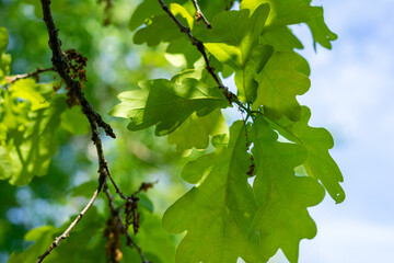 Green oak leaves on a blue sky background