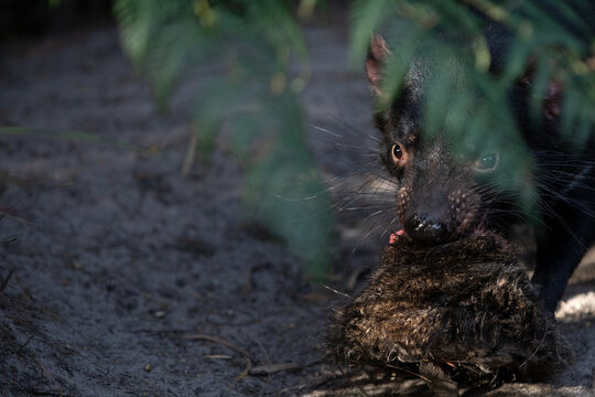 Tasmanian Devil (Sarcophilus harrisii).	

