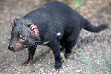 Tasmanian Devil (Sarcophilus harrisii).	