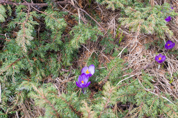 Crocuses blossom in the mountains. Wild violet crocuses in early spring. Carpatian mountains, 
