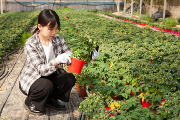 Woman gardener holding pot with tomatoes seedling in sunny greenhouse. High quality photo
