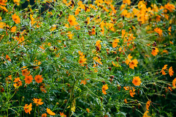 field of flowers