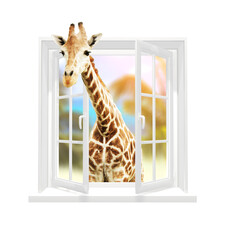 Cute curious  giraffe stare at the opened window