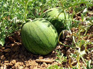 Unripe watermelons in the fields in Israel