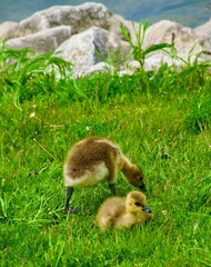 Ducklings in Milwaukee 