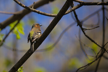 A small forest songbird with reddish sides. Chaffinch, a colorful bird sitting on a thin twig. City birds. Blurred background. Close-up. Wild nature.