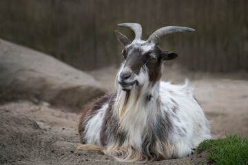 A photograph of a goat with horns lying on the ground and looking slightly left
