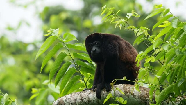 Mantled howler - Alouatta palliata or golden-mantled howling monkey, New World monkey, from Central and South America. Moving in american tropical rainforest, group climbing on the tree trunk.