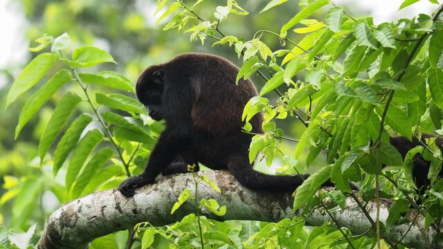 Mantled howler - Alouatta palliata or golden-mantled howling monkey, New World monkey, from Central and South America. Moving in american tropical rainforest, group climbing on the tree trunk.