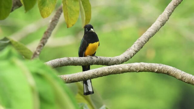 Black-headed Trogon - Trogon melanocephalus yellow bird in the family Trogonidae, found in Belize, Costa Rica, El Salvador, Guatemala, Honduras, Mexico, and Nicaragua, looking around and flying away.