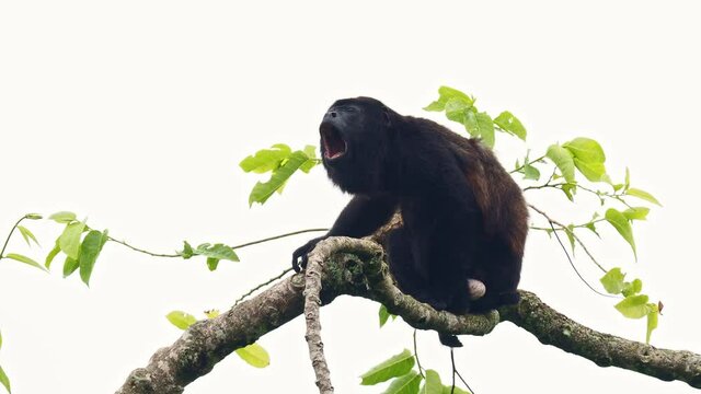Mantled howler - Alouatta palliata or golden-mantled howling monkey, New World monkey, from Central and South America. Typical voice of american tropical rainforest, male on the tree and howling.