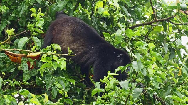 Mantled howler - Alouatta palliata or golden-mantled howling monkey, New World monkey, from Central and South America. Dark male on the tree and feeding with the fruit.