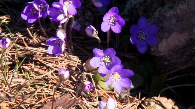 Flowering Liverwort, Hepatica nobilis during spring