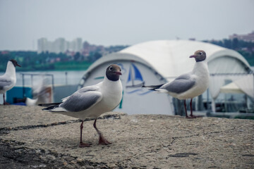 Funny seagulls on the embankment of Irkutsk, Siberia