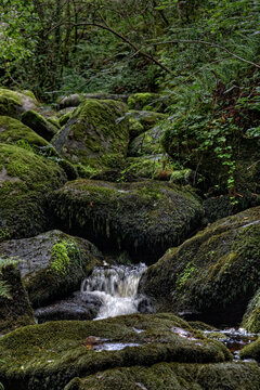 ruisseau et pierres moussues