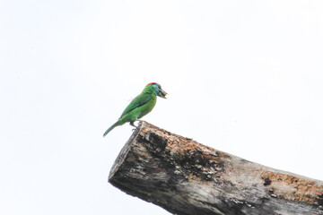 blue and yellow macaw