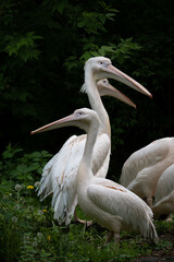 Fototapeta na wymiar Eastern White Pelican Birds