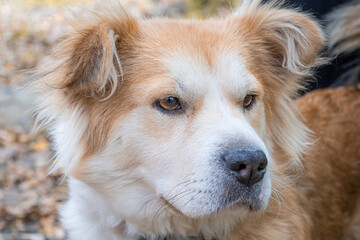 Close-up of a beautiful white-red dog.