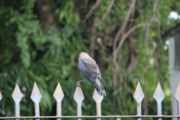 bird on a fence