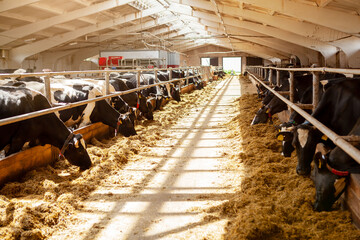 Cows are in a row, on a dairy farm, eating hay.