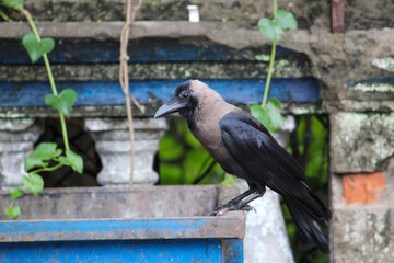bird on a fence