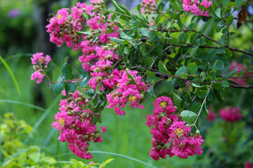 pink flowers in the garden