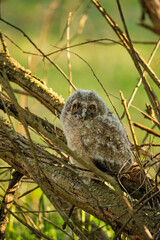 Owlet - the long-eared owl (Asio otus), sitting on brach. Wildlife photography, Czech Republic, Europe