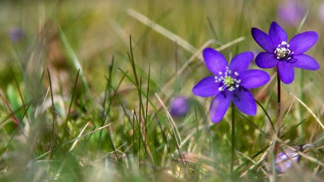 Flowering Liverwort, Hepatica nobilis during spring