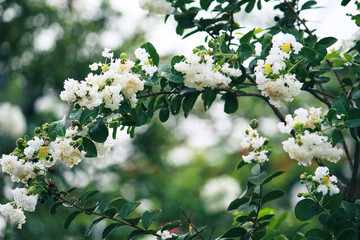 white flowers in the garden