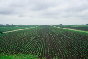 Plant growth in a plowed field