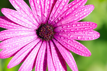 MARGARITA COLOR FUCSIA CON ROCÍO