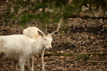 White sika deer (Cervus nippon) in forrest. Wildlife photography