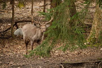 Sika deer female (Cervus nippon) in forrest. Wildlife photography