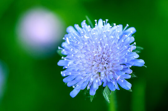 Ackerwitwenblume