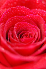 ROSA ROJA CON ROCÍO