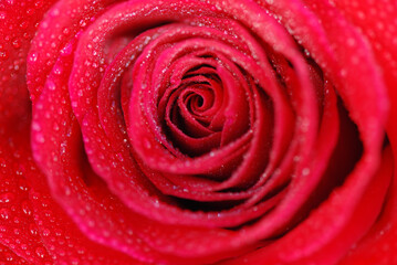 ROSA ROJA EN MACRO