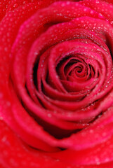 ROSA ROJA EN MACRO