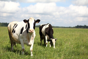 two black and white cow grazes on a green meadow against a background and sky with clouds. juicy herb for delicious milk