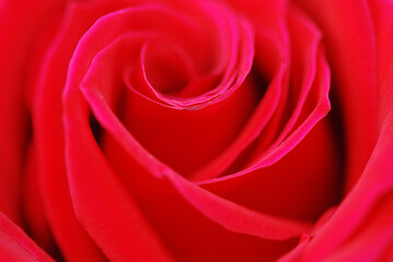 Fototapeta premium ROSA, FLORACIÓN EN MACRO