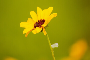 yellow flower on green